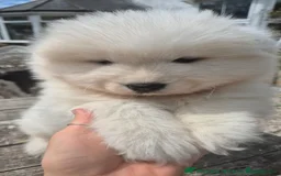 Samoyed dogs for stud: Health Tested, Proven, Show Samoyed for Stud in Exeter - Image 9