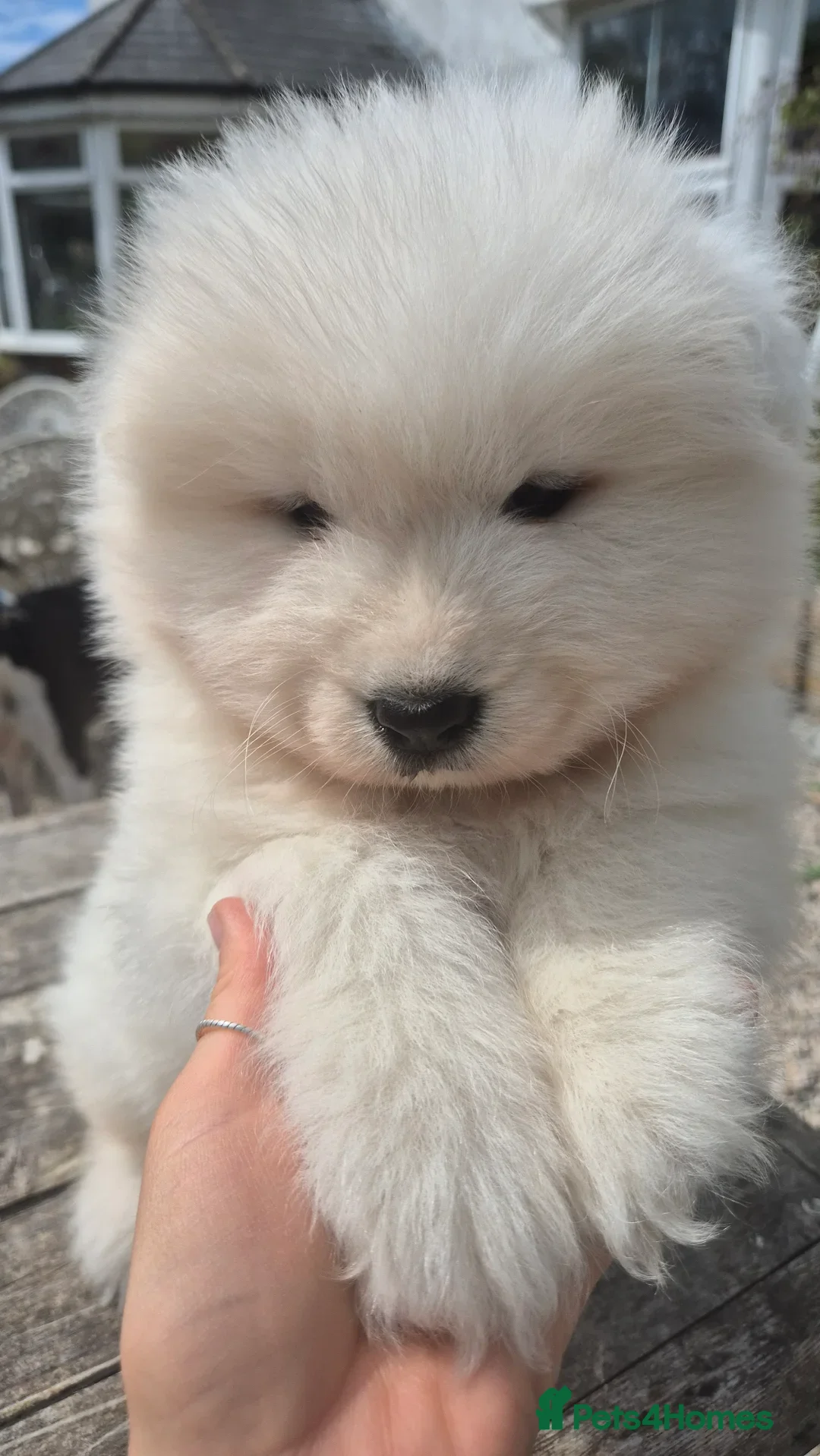 Samoyed dogs for stud: Health Tested, Proven, Show Samoyed for Stud in Exeter - Image 9