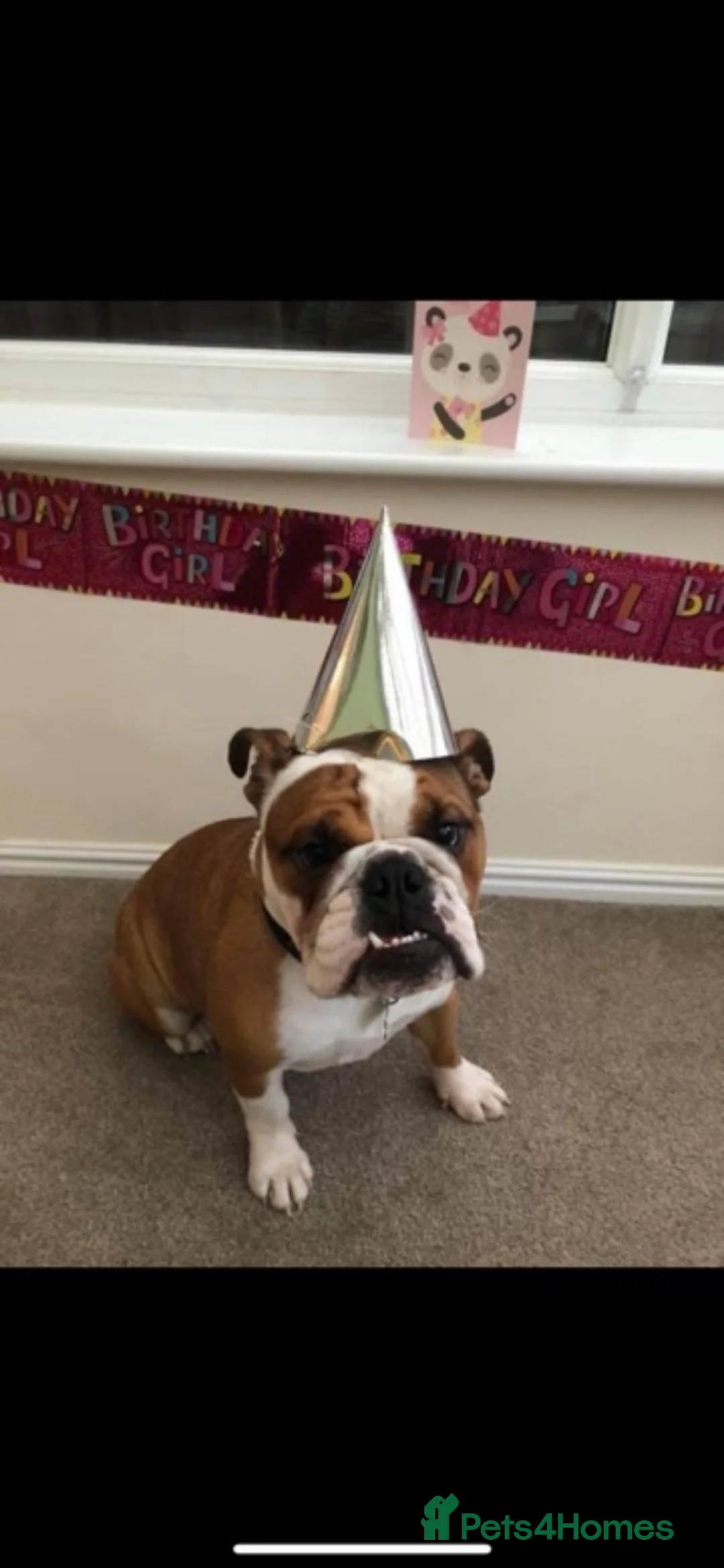 English Bulldog dogs for sale: Our beautiful girl Elsie  - Advert 2
