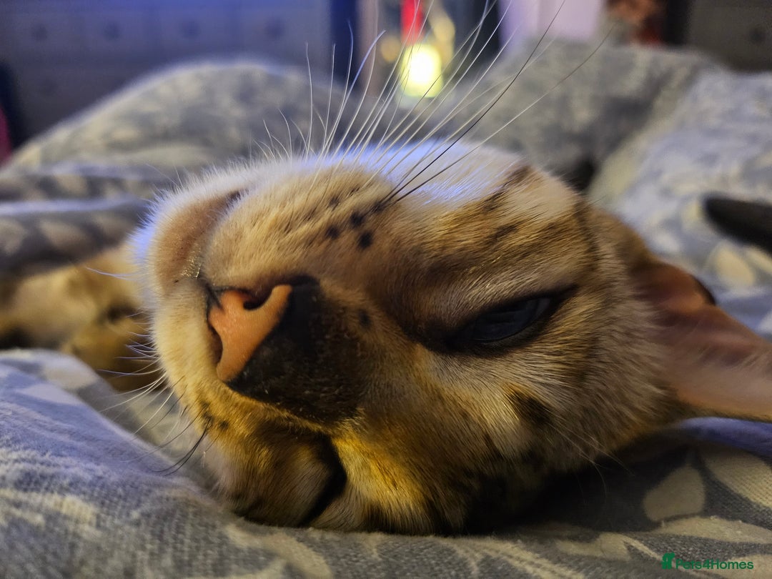 Bengal cats for sale: Snow bengal female TICA registered  - Advert 5