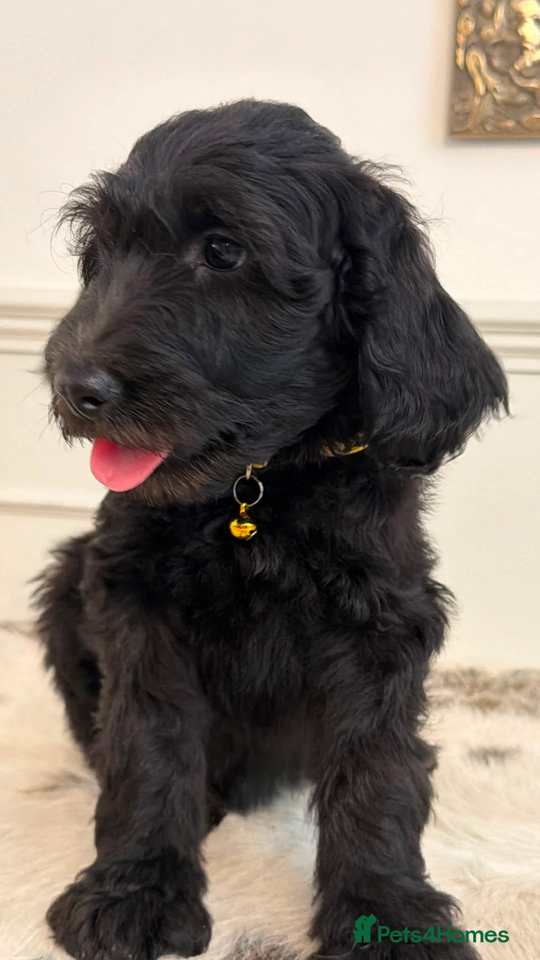 Weimaraner dogs for sale: Adorable Weimadoodle  Puppies - Advert 2