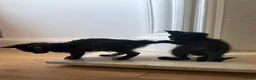 Mixed Breed cats for sale: 🐾 Beautiful Female Kittens Ready This Weekend 🐾 - Advert 4
