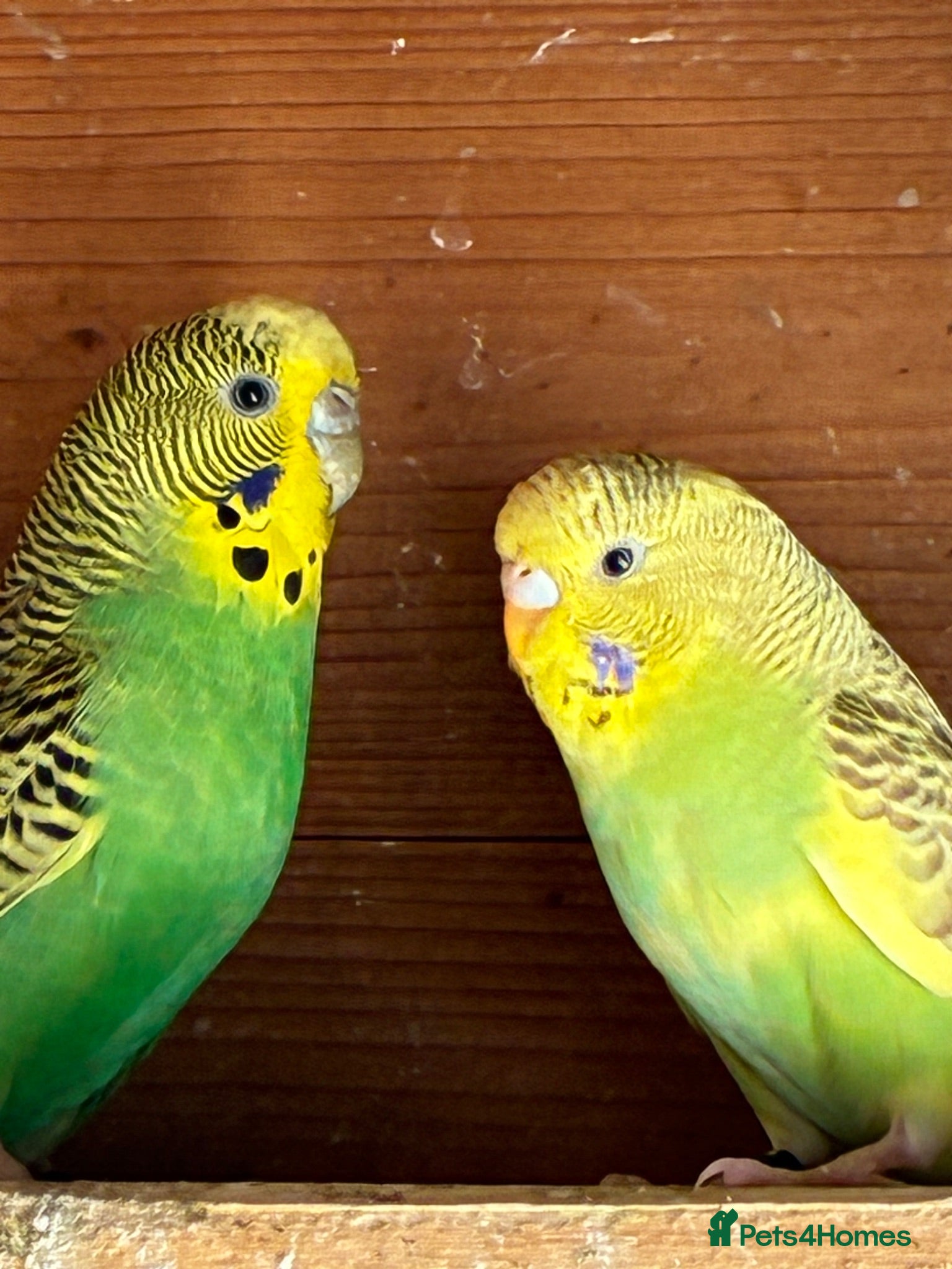 Budgerigars birds Aviary-bred Budgies’s  - Advert 1