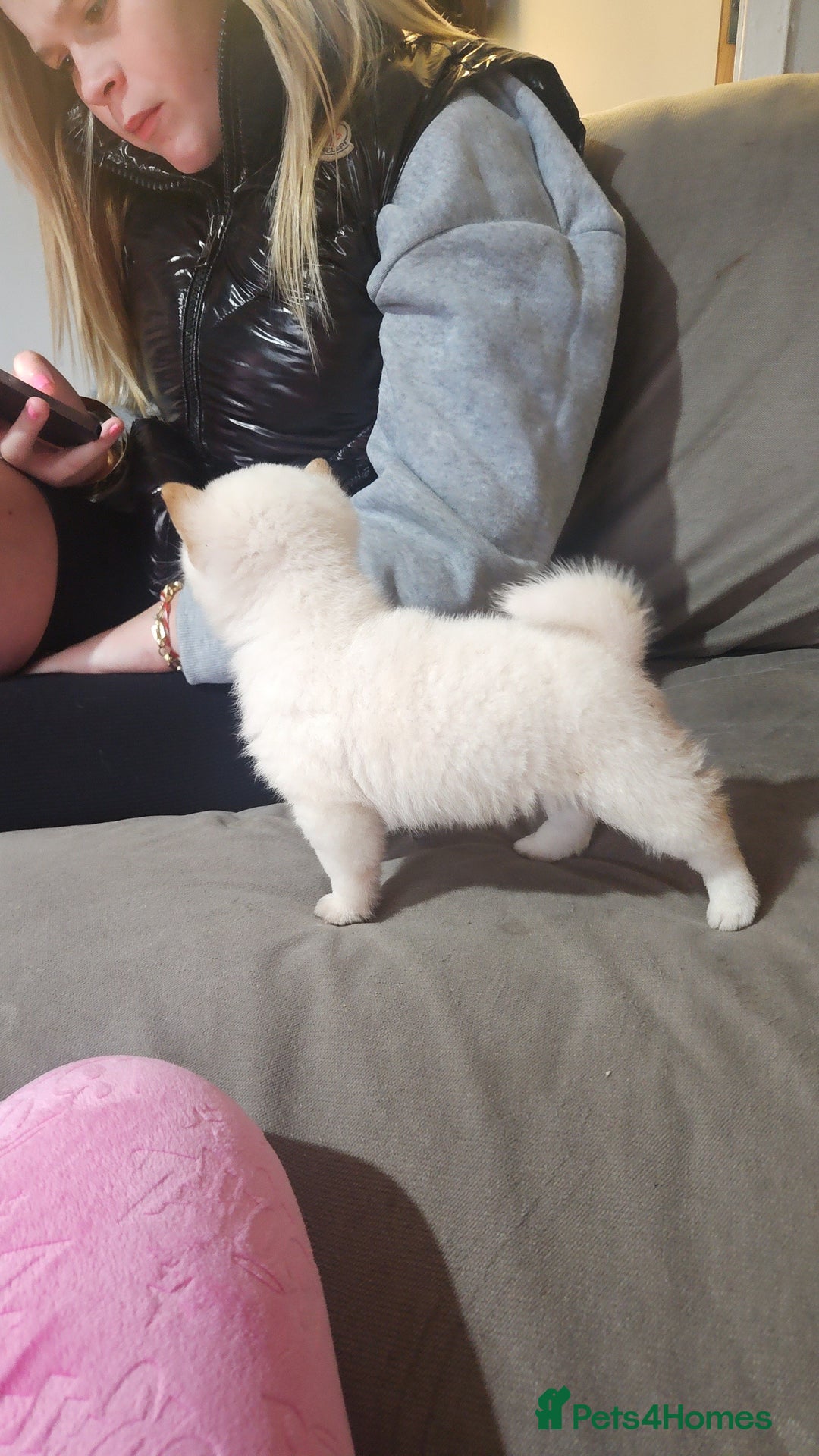 Japanese Shiba Inu dogs for sale: Japanese shiba Inu Puppy  - Advert 9