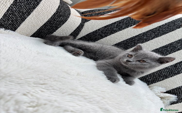 British Shorthair cats - Advert 12