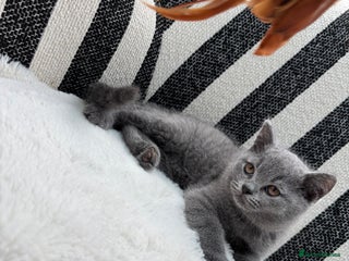 British Shorthair cats - Advert 14