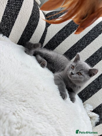 British Shorthair cats - Advert 12