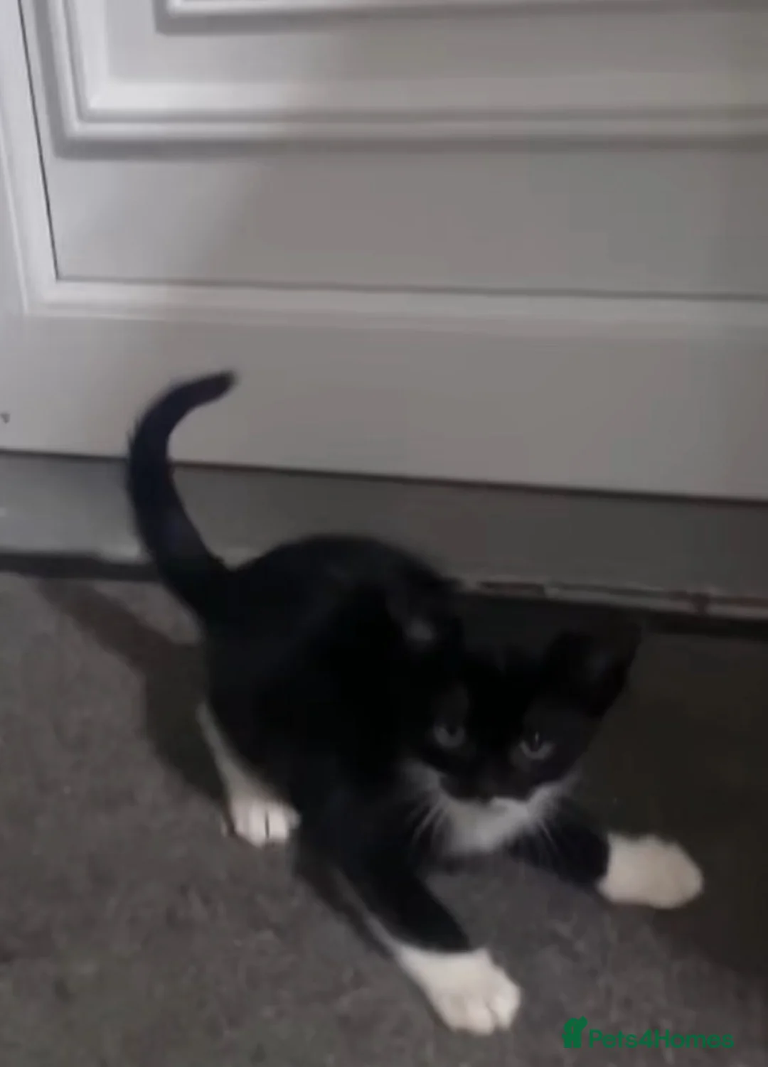 Mixed Breed cats for sale: ‼️Urgent Gorgeous male kitten‼️ in Airdrie - Advert 4