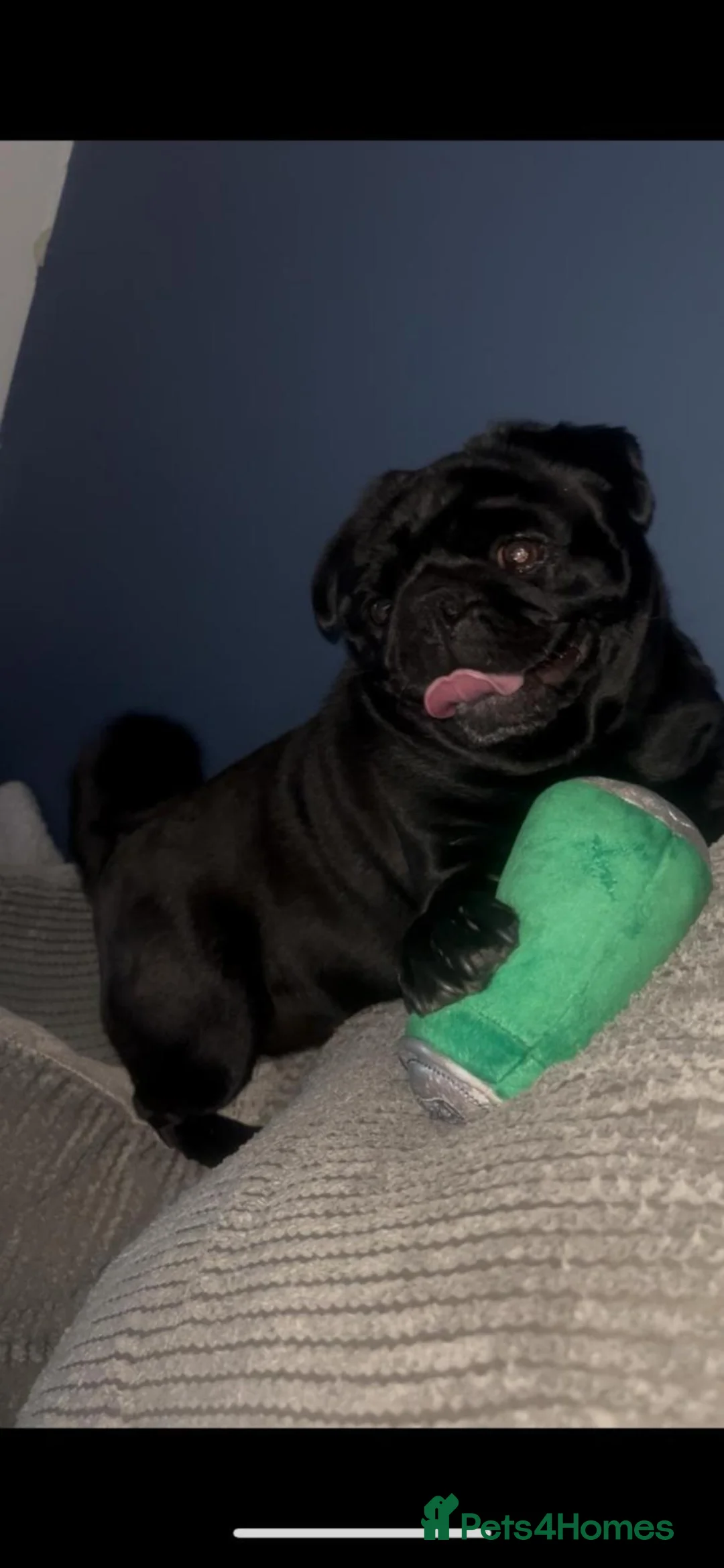 Pug dogs for sale: KC registered pug puppies - Advert 17