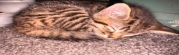 Mixed Breed cats for sale: 2 Tabby kittens for sale - Advert 5