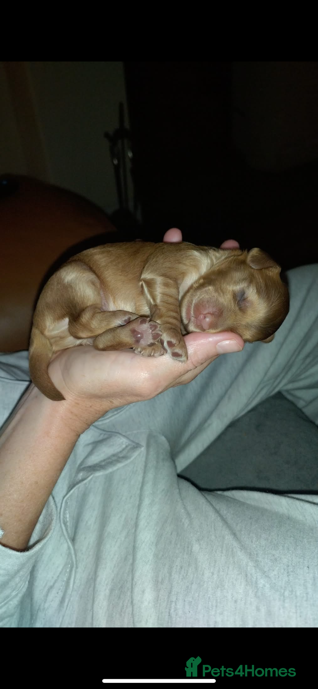 Cockapoo dogs for sale: 5 beautiful cockapoo’s  - Image 12