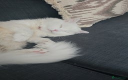 Siberian cats for stud: Pure white Siberian for stud - Image 4