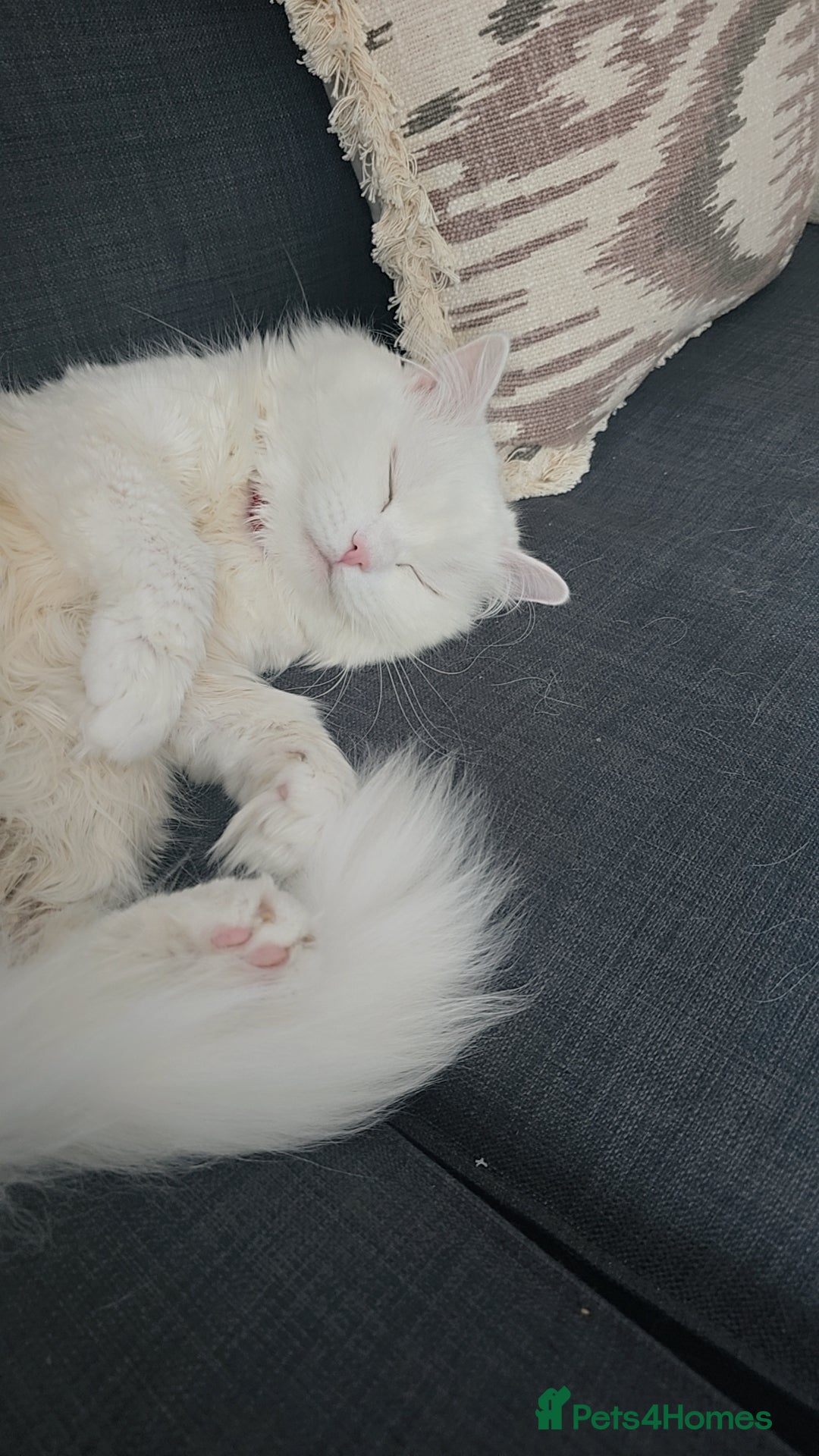Siberian cats for stud: Pure white Siberian for stud - Image 4