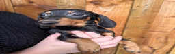 Miniature Dachshund dogs for sale: Miniature dachshund puppies  - Advert 8
