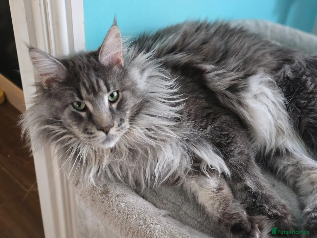 Maine Coon cats for sale: Male Maine Coon  - Advert 7