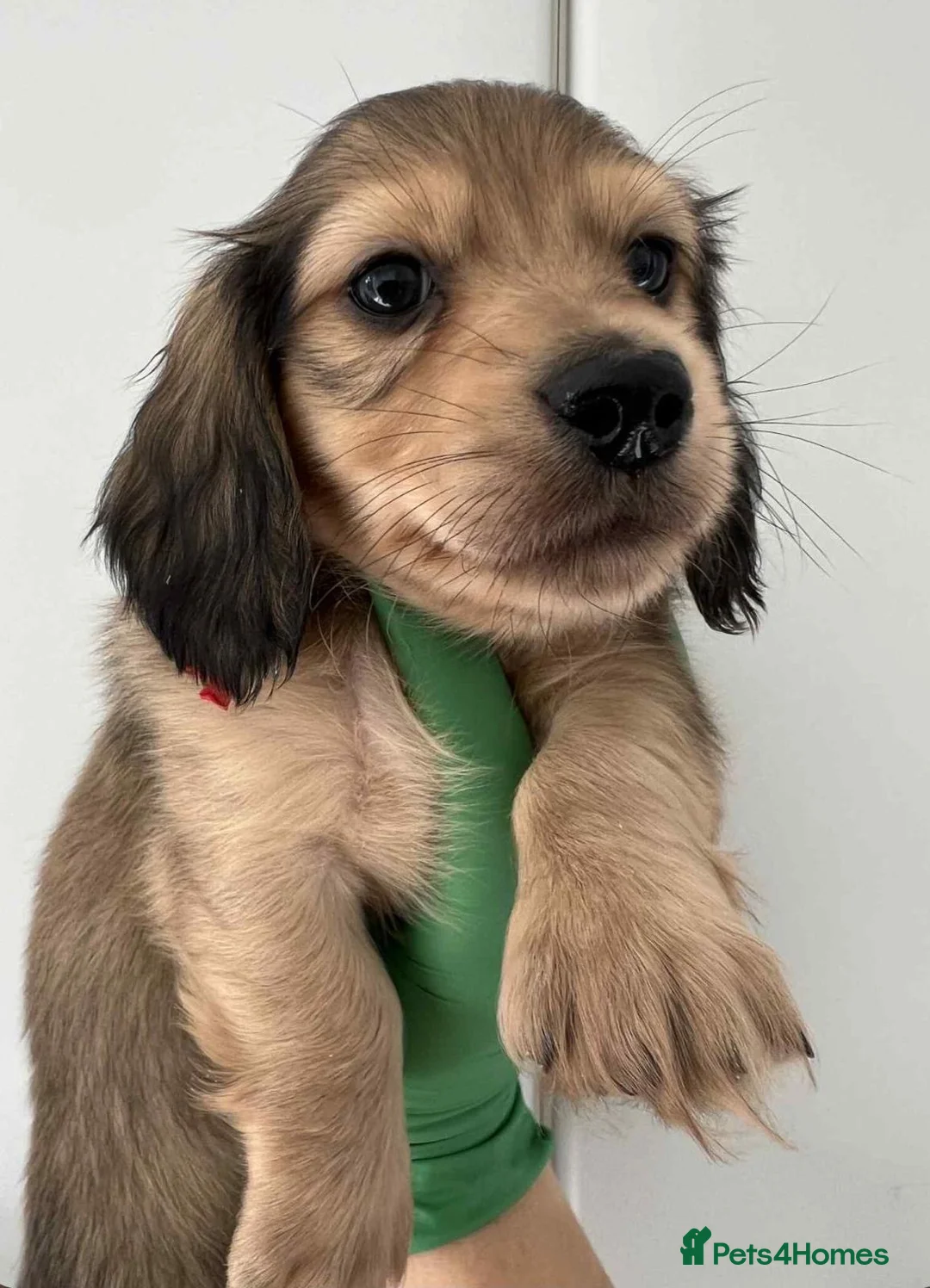 Miniature Dachshund dogs for sale: Beautiful KC reg long hair ready to leave 🥰 - Advert 5