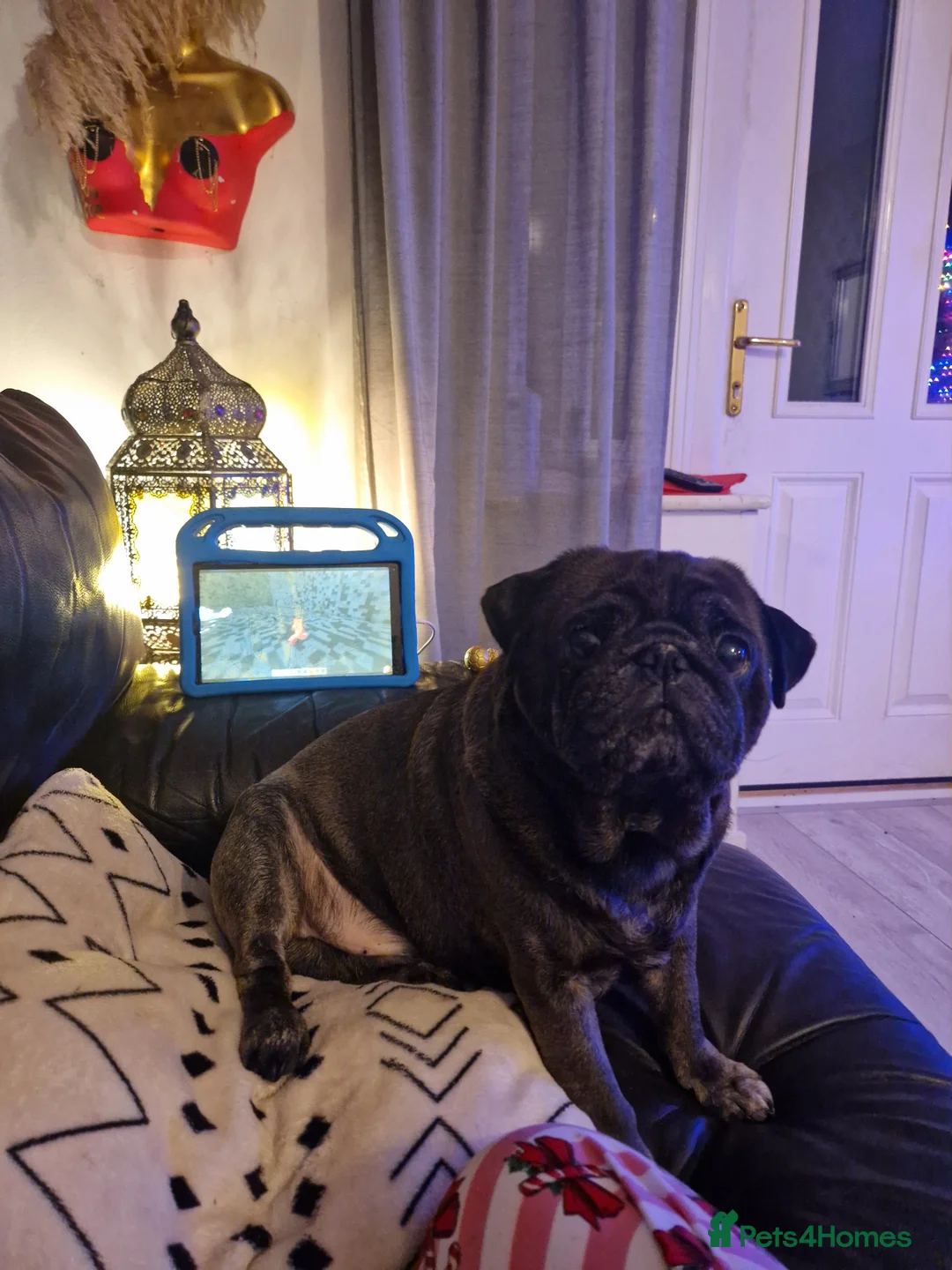 Pug dogs for stud: Lovely teddie boy - Advert 2