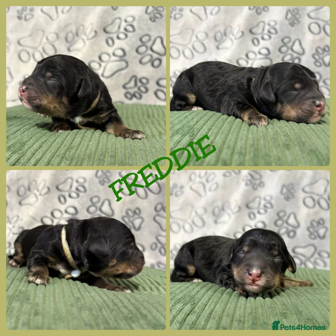 Bernedoodle dogs for sale: Stunning Bernedoodles💕DNA Health Tested Parents ! - Advert 27