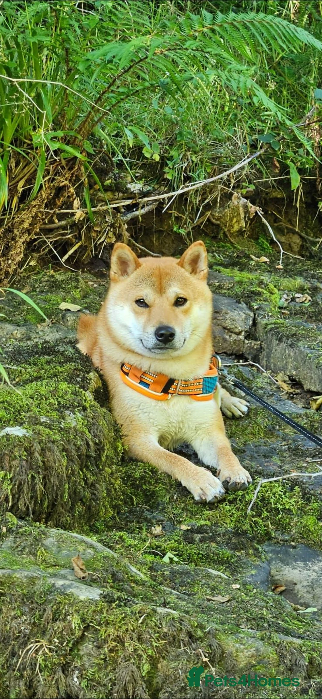 Japanese Shiba Inu dogs for stud: Shiba Inu for stud - Advert 2