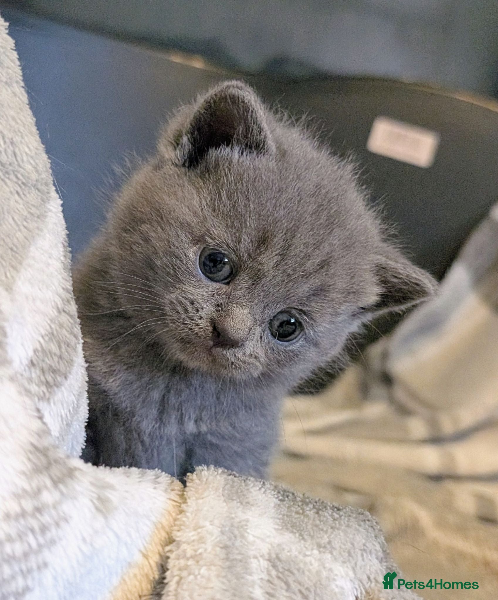 British Shorthair cats Beautiful Blue BSH GCCF registered kittens  - Advert 1