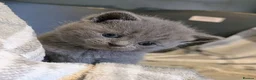 British Shorthair cats for sale: Beautiful Blue BSH GCCF registered kittens  - Advert 1