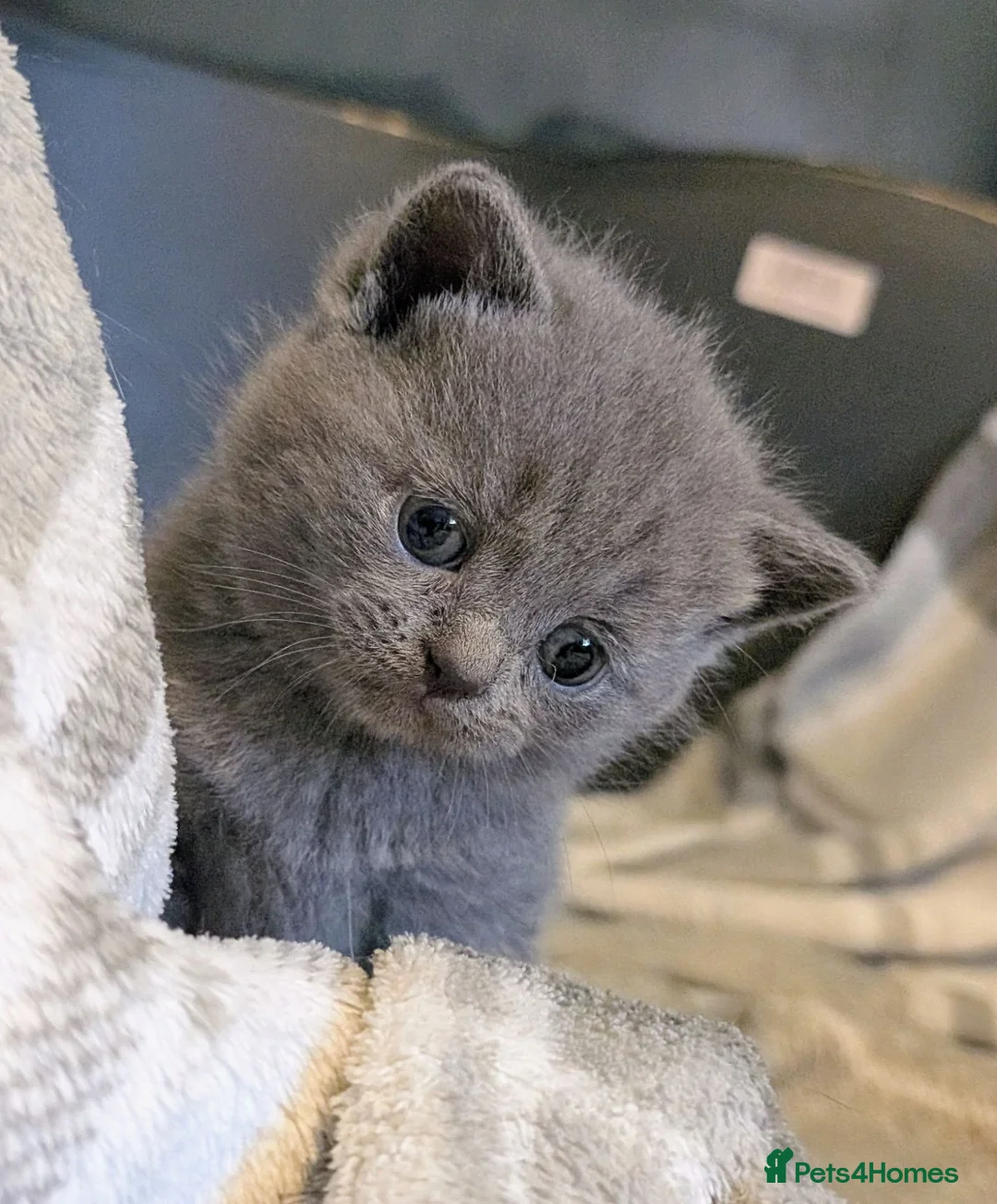 British Shorthair cats for sale: Beautiful Blue BSH GCCF registered kittens  - Advert 1