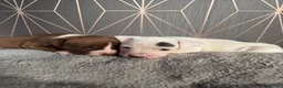 Mixed Breed dogs for sale: Bullmastiff x staffy puppies  - Advert 4