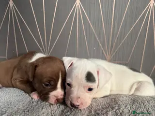 Mixed Breed dogs Bullmastiff x staffy puppies - Advert 1