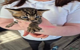Bengal cats for sale: 2 Stunning Half Bengal Kittens - Image 6