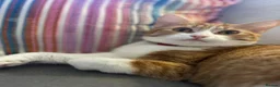 Mixed Breed cats for sale: Kittens - Advert 3