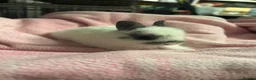 Netherland Dwarf rabbits for sale: 2 traditional netherland dwarf bunnies  - Advert 4