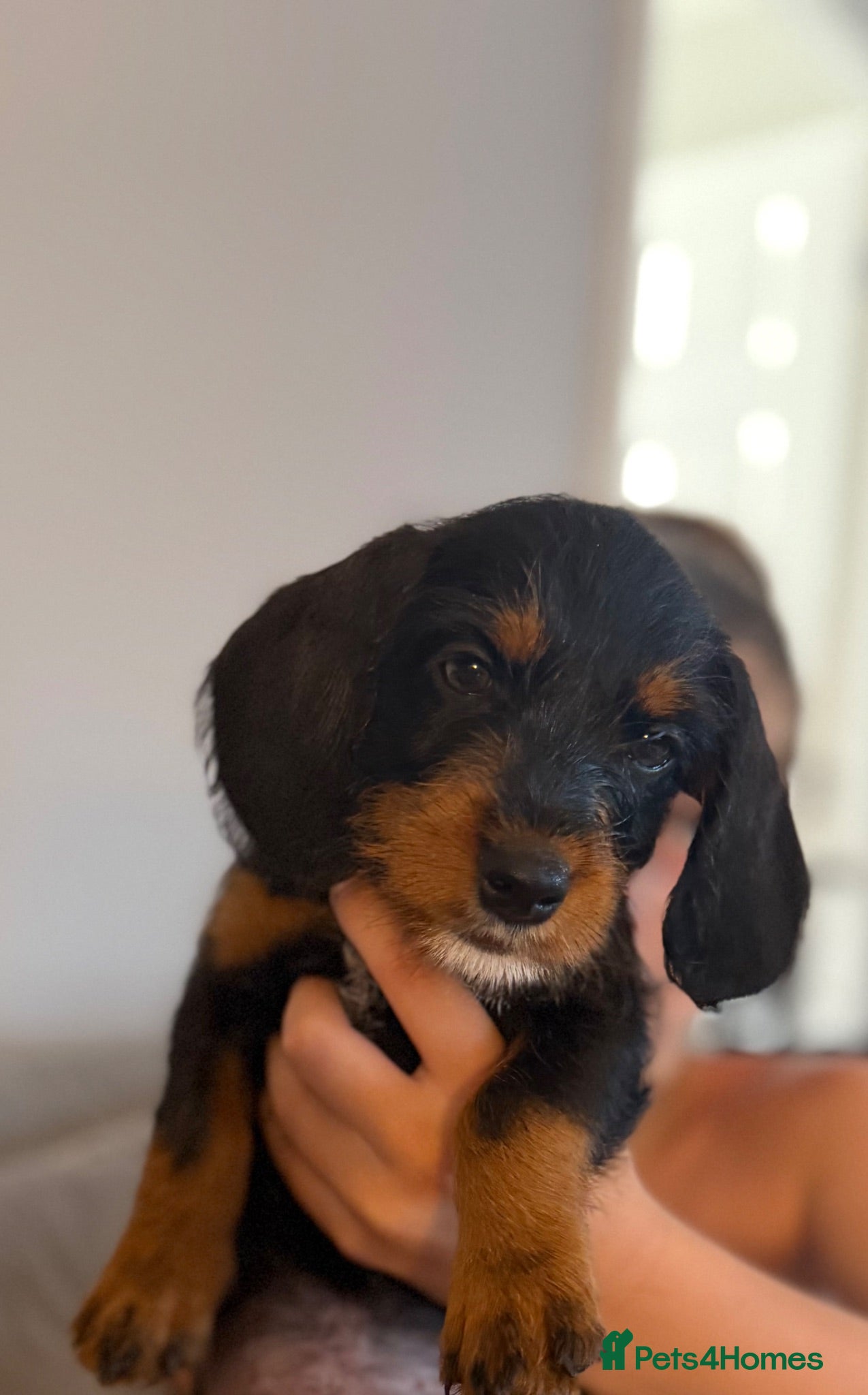 Mixed Breed dogs Doxiepoos - Advert 1