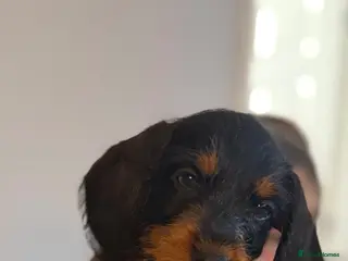 Mixed Breed dogs Doxiepoos - Advert 4