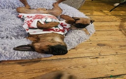 Mixed Breed dogs for sale: Puffin Puppies - Advert 12