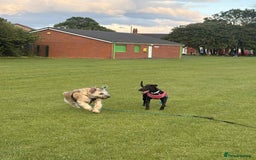 Mixed Breed dogs for sale: Saluki cross staffie 8 month female  - Image 4
