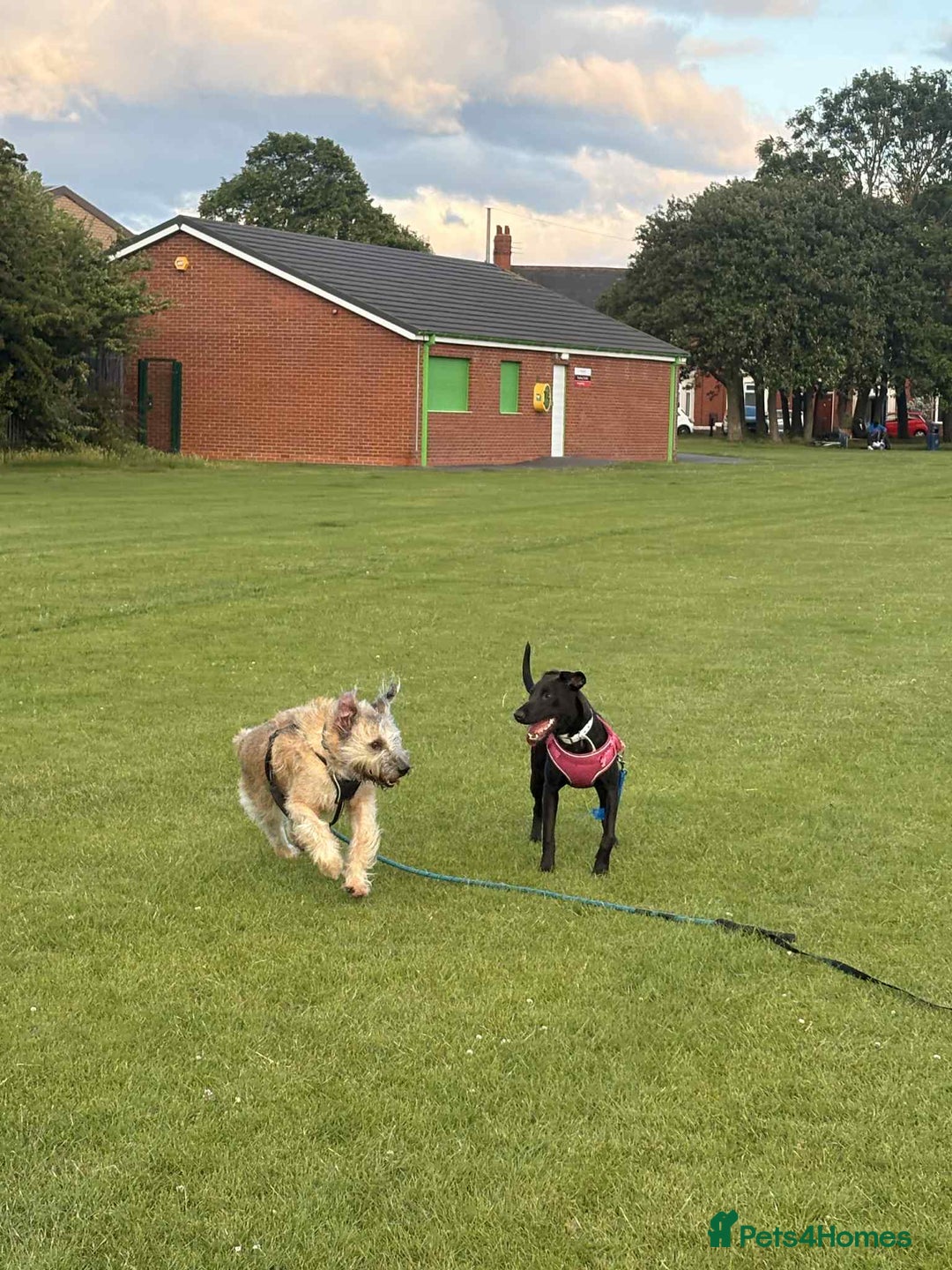 Mixed Breed dogs for sale: Saluki cross staffie 8 month female  - Image 4