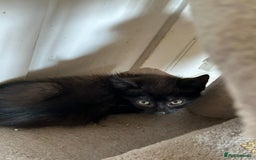 Domestic Shorthair cats for sale: Bundles of fluff  - Image 7