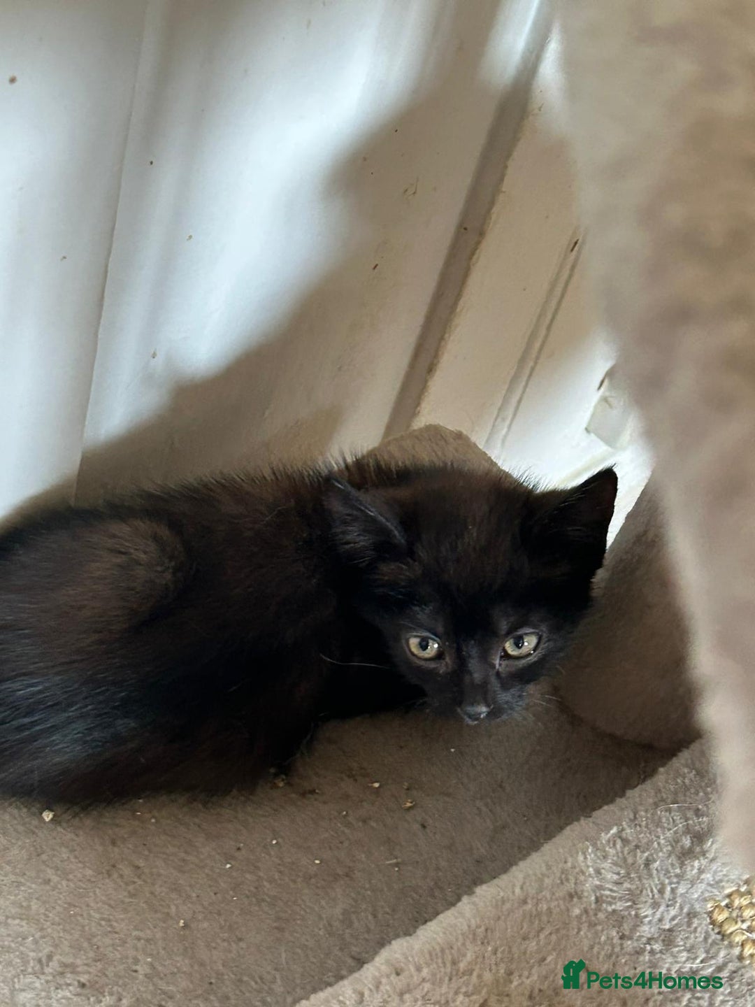 Domestic Shorthair cats for sale: Bundles of fluff  - Image 7