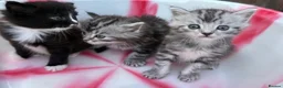 Siberian cats for sale: Adorable Kittens Looking for Their Forever Homes! - Advert 11