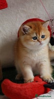 British Shorthair cats 🧿Exclusive Golden BritishShorthair ready 31.12 🧿 - Advert 15
