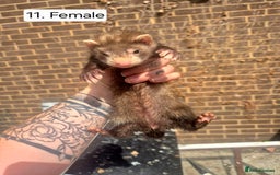 Ferret rodents for sale: Ferret kits - Image 14