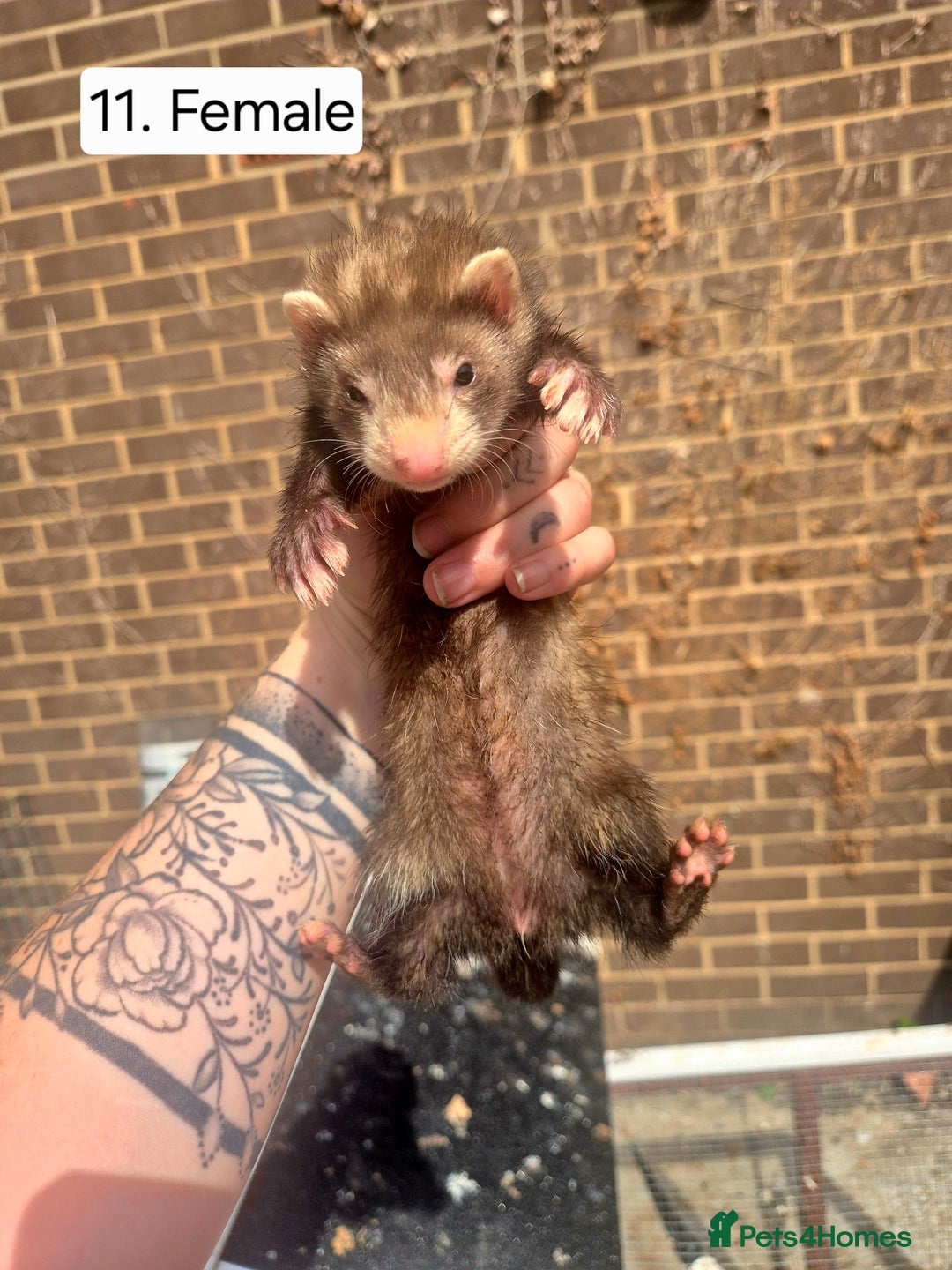 Ferret rodents for sale: Ferret kits - Image 14