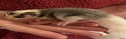 Sugar Glider rodents for sale: Tame sugar glider baby - Advert 4