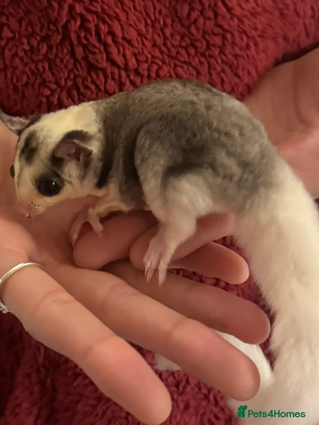 Sugar Glider rodents for sale: Tame sugar glider baby - Advert 4