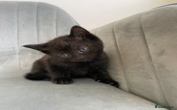Mixed Breed cats for sale: Adorable kittens  - Image 4