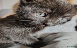 Mixed Breed cats for sale: Beautiful and playful kittens - Image 1