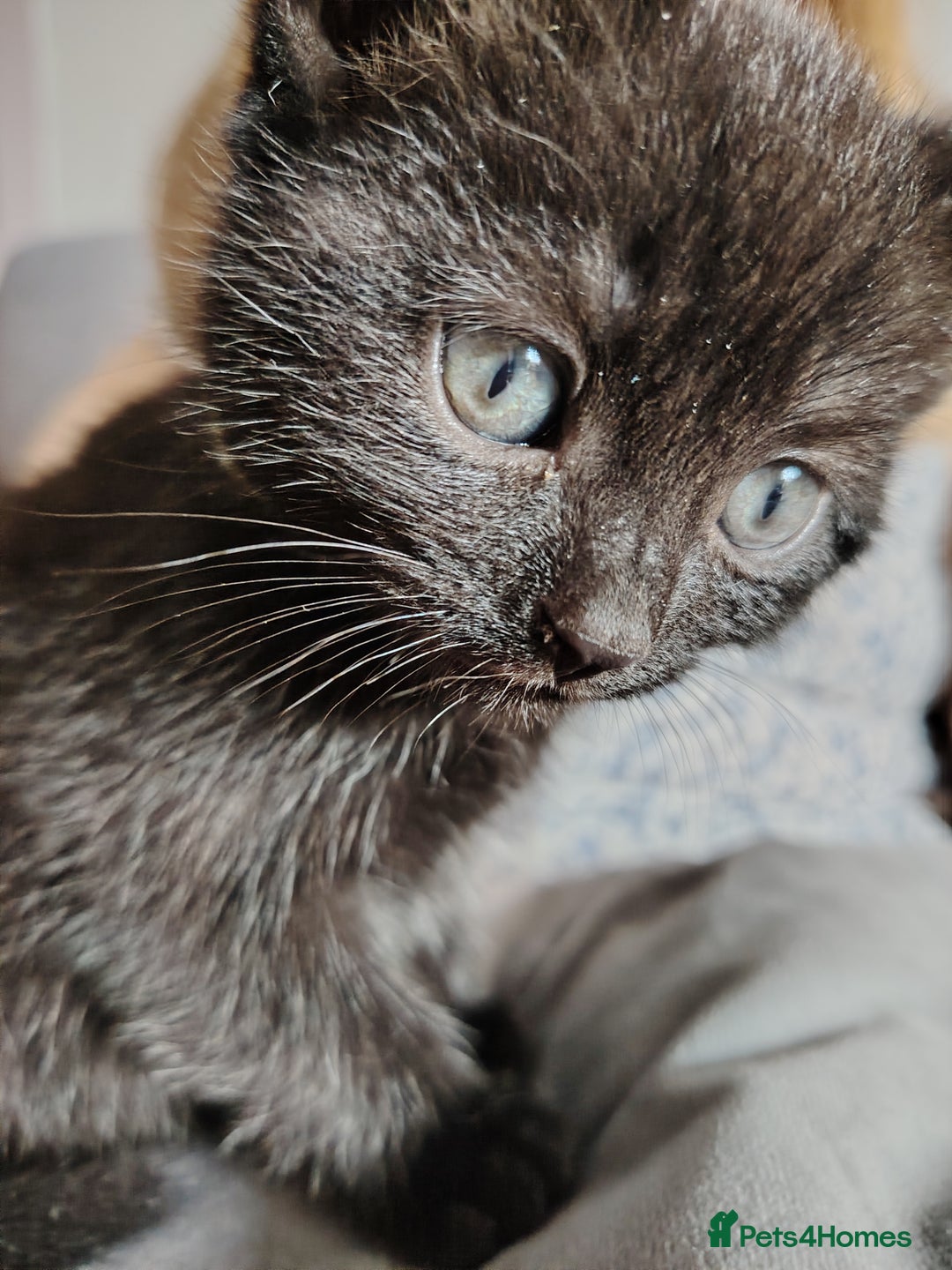 Mixed Breed cats for sale: Beautiful and playful kittens - Image 1