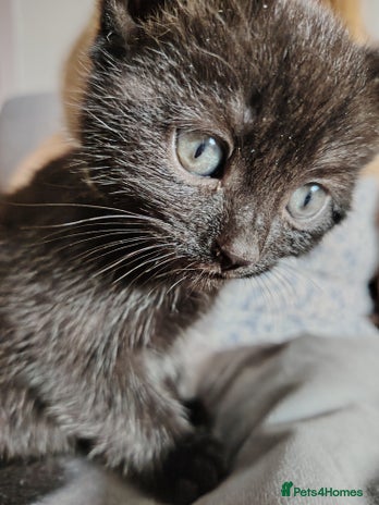 Mixed Breed cats - Advert 3