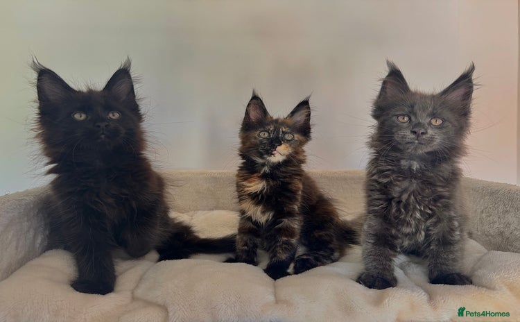 Maine Coon cats - Advert 5