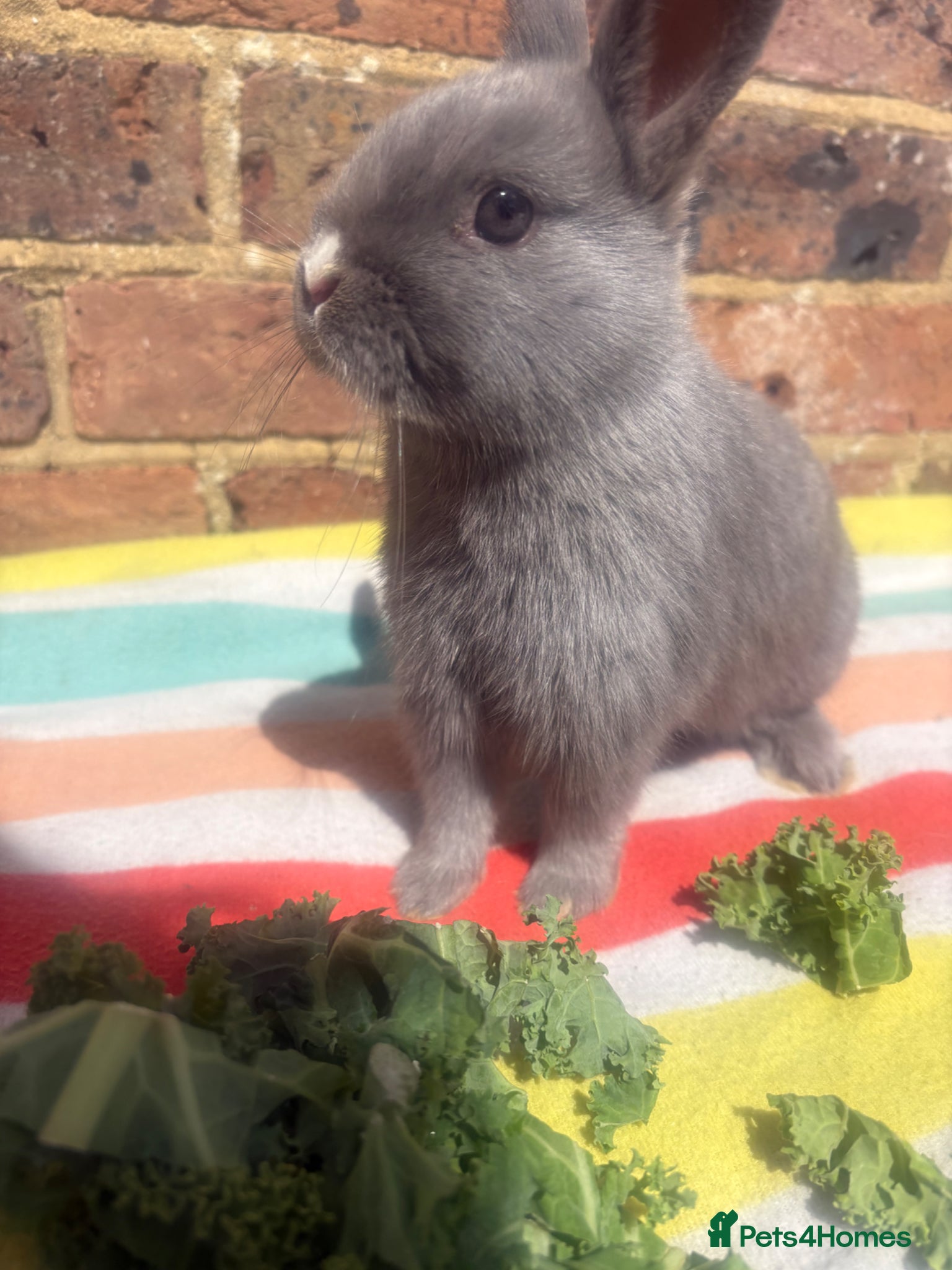 Netherland Dwarf rabbits  Netherland dwarf bunny boy ready to leave now  - Advert 3